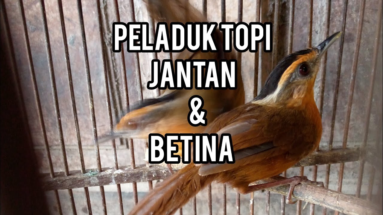 Ciri peladuk topi hitam jantan & betina !!