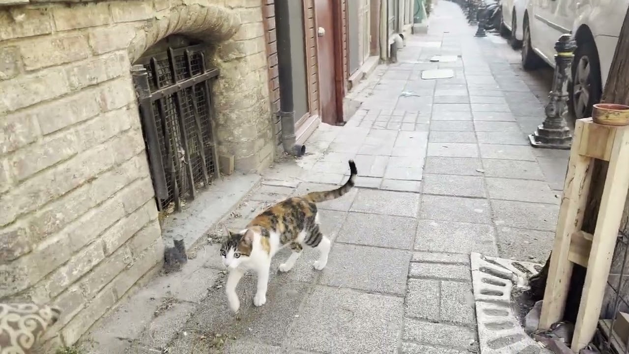 レジャーイザーデ通りにいた三毛猫さんとグレートラ猫さん  #カドゥキョイ
