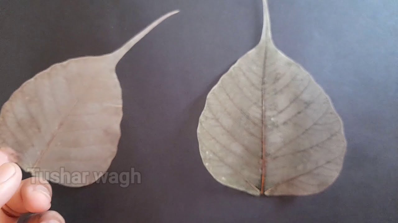 How to make leaf skeleton / Step by step leaf skeleton/peepal leaf