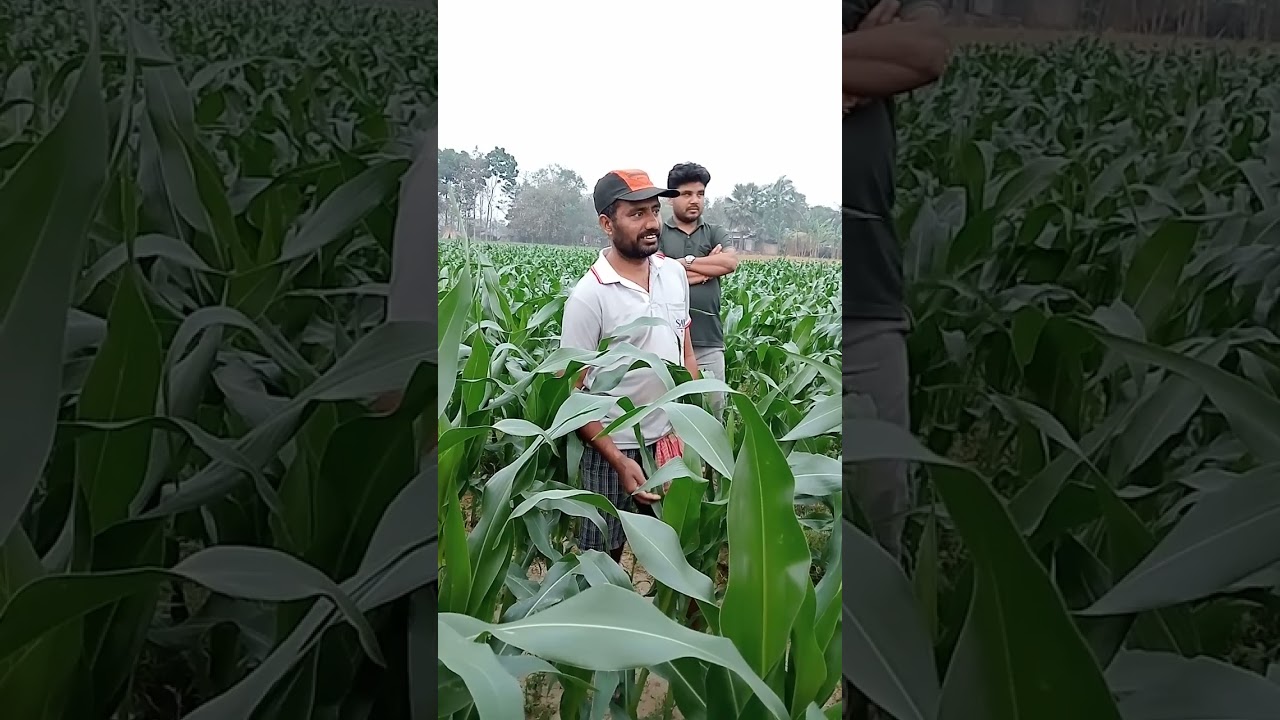 100% organic bhutta chash