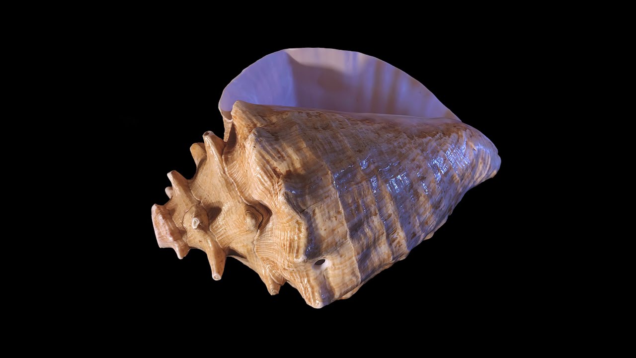 Conch shell horn in D