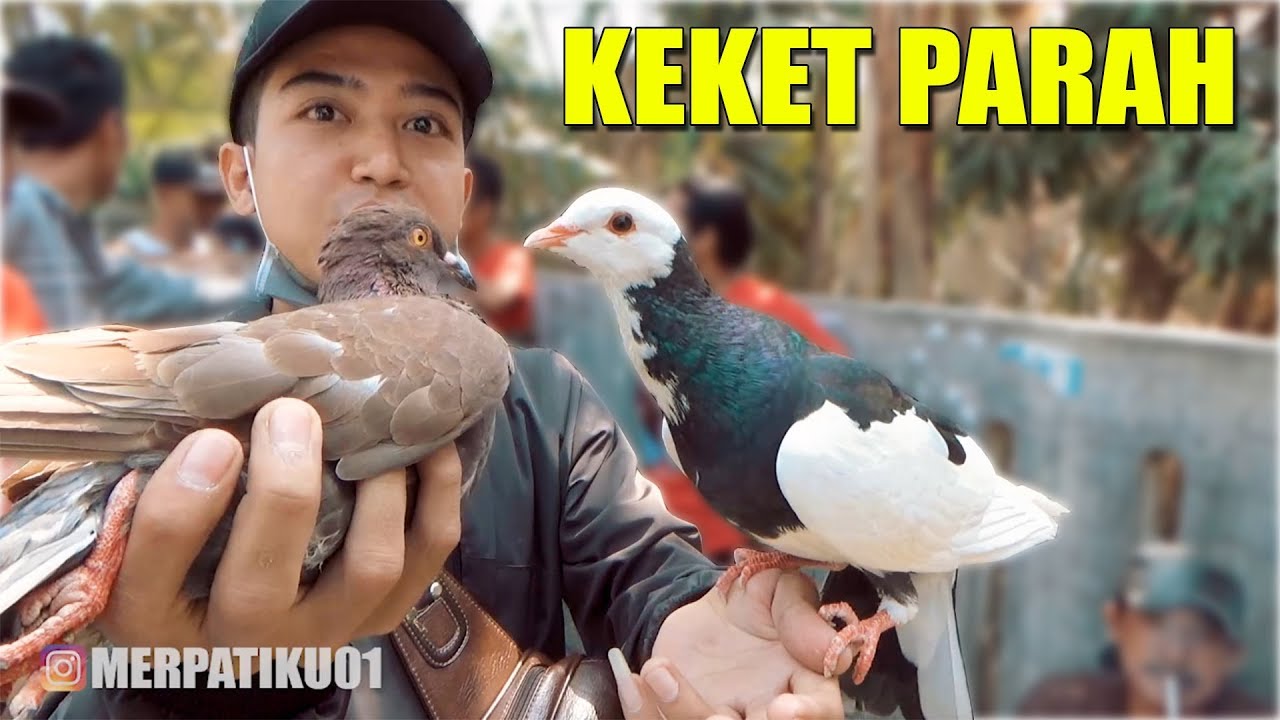 GREBEK PASAR BURUNG MERPATI SAMPANG