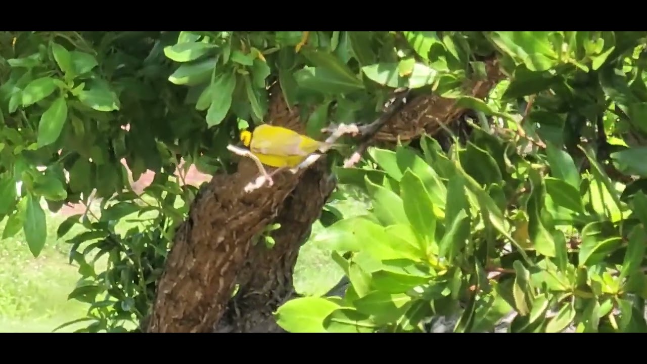 Hooded Warbler in Fort Jefferson.