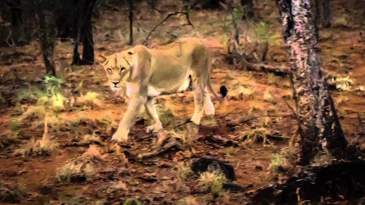 Makutsi South Africa 2015
