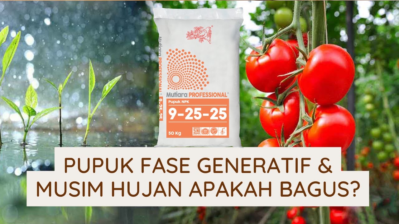 Rekomendasi Pupuk Fase Generatif Dan Musim Hujan NPK Mutiara Professional 9 25 25 Meroke Tetap Jaya