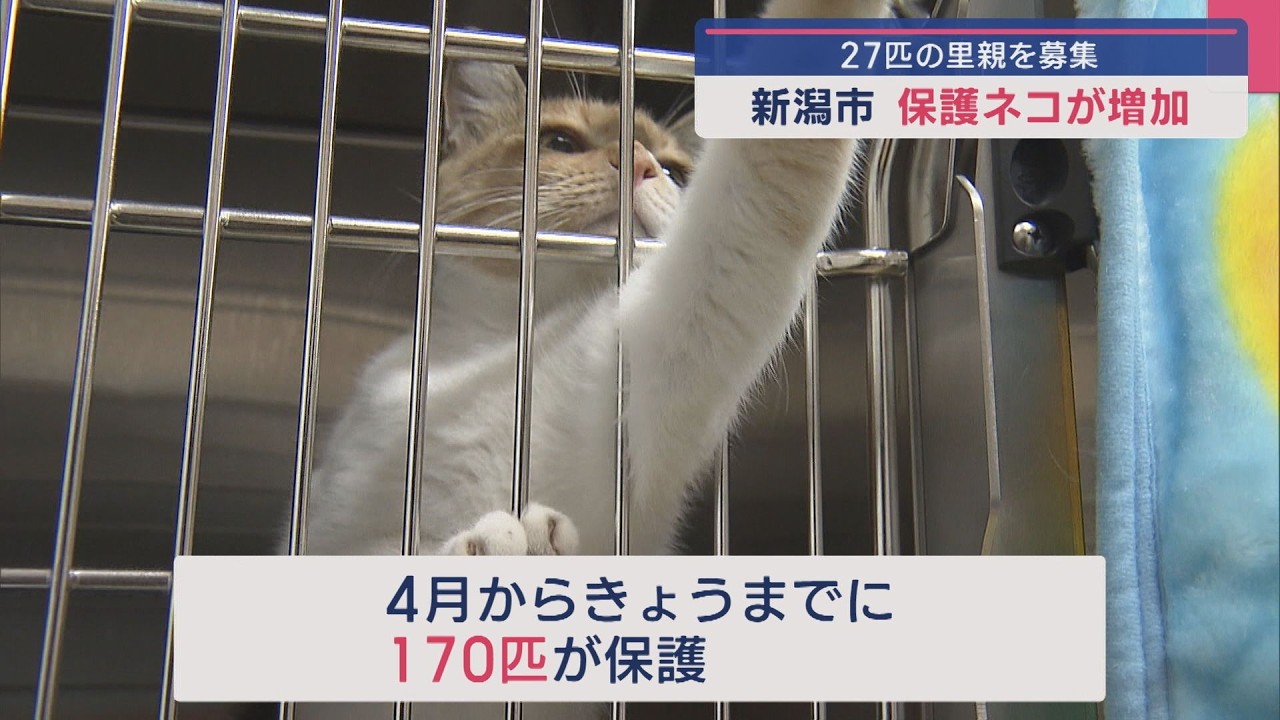 新潟市で保護ネコが増加...27匹の里親を募集「取り返しのつかない状況に」適正な飼育呼びかけ【新潟】スーパーJにいがた8月28日OA