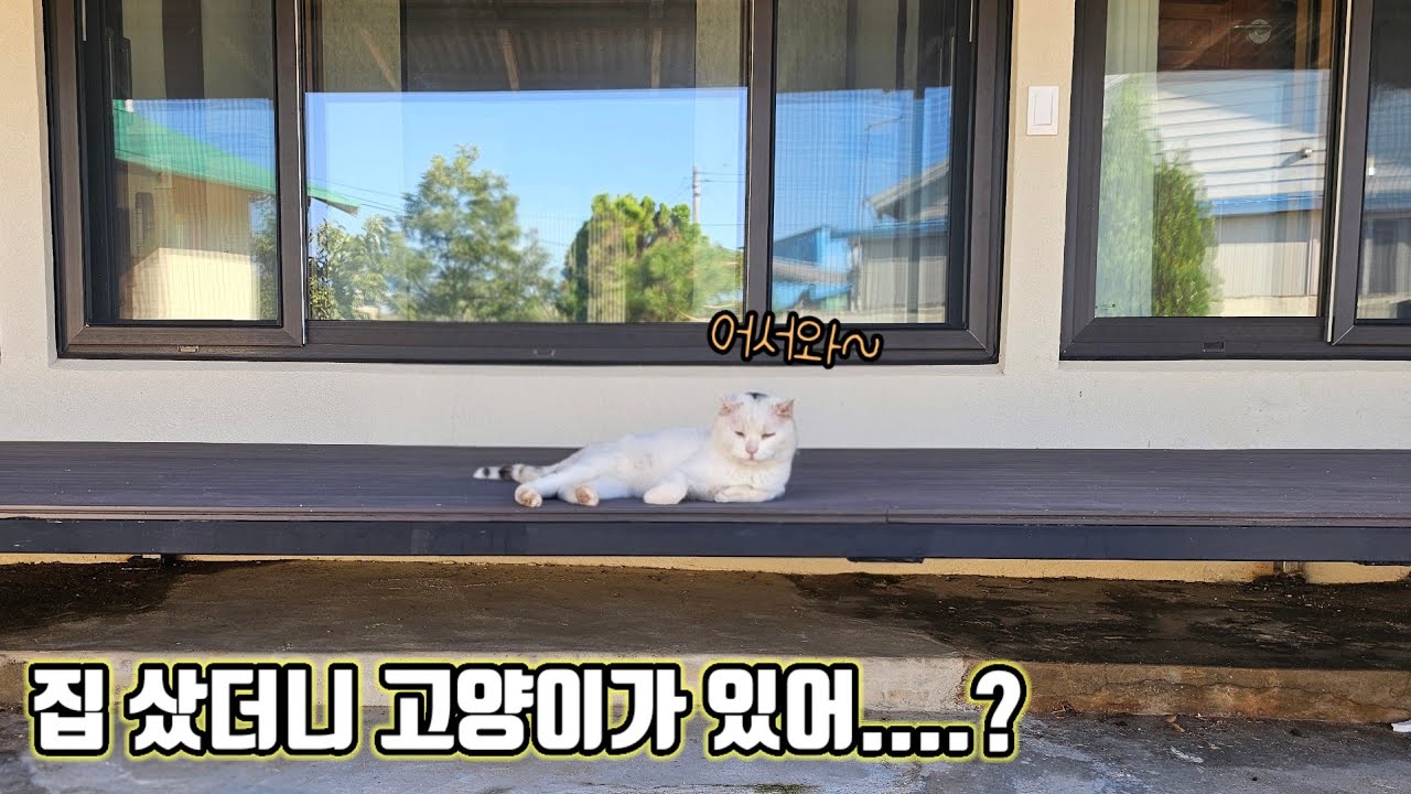 시골집을 샀더니...옵션으로 고양이가 따라왔다😺