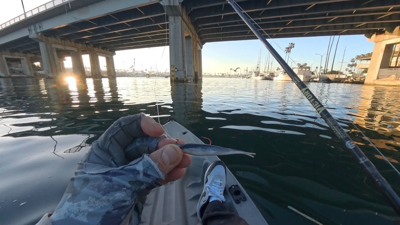 Alamitos Bay | Spotted Bay Bass, Sand Bass & Calico Bass