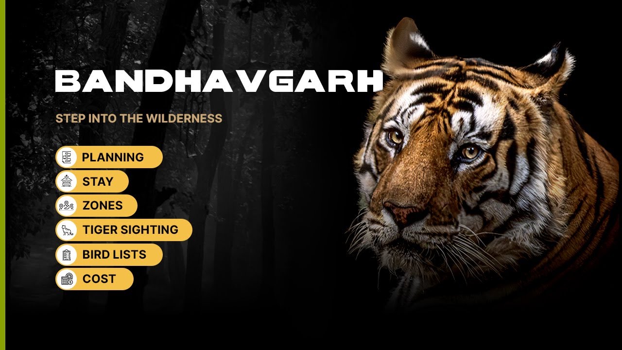 Bandhavgarh Tour Guide: Best Zones, Wildlife & Travel Tips! #bisakhadatta