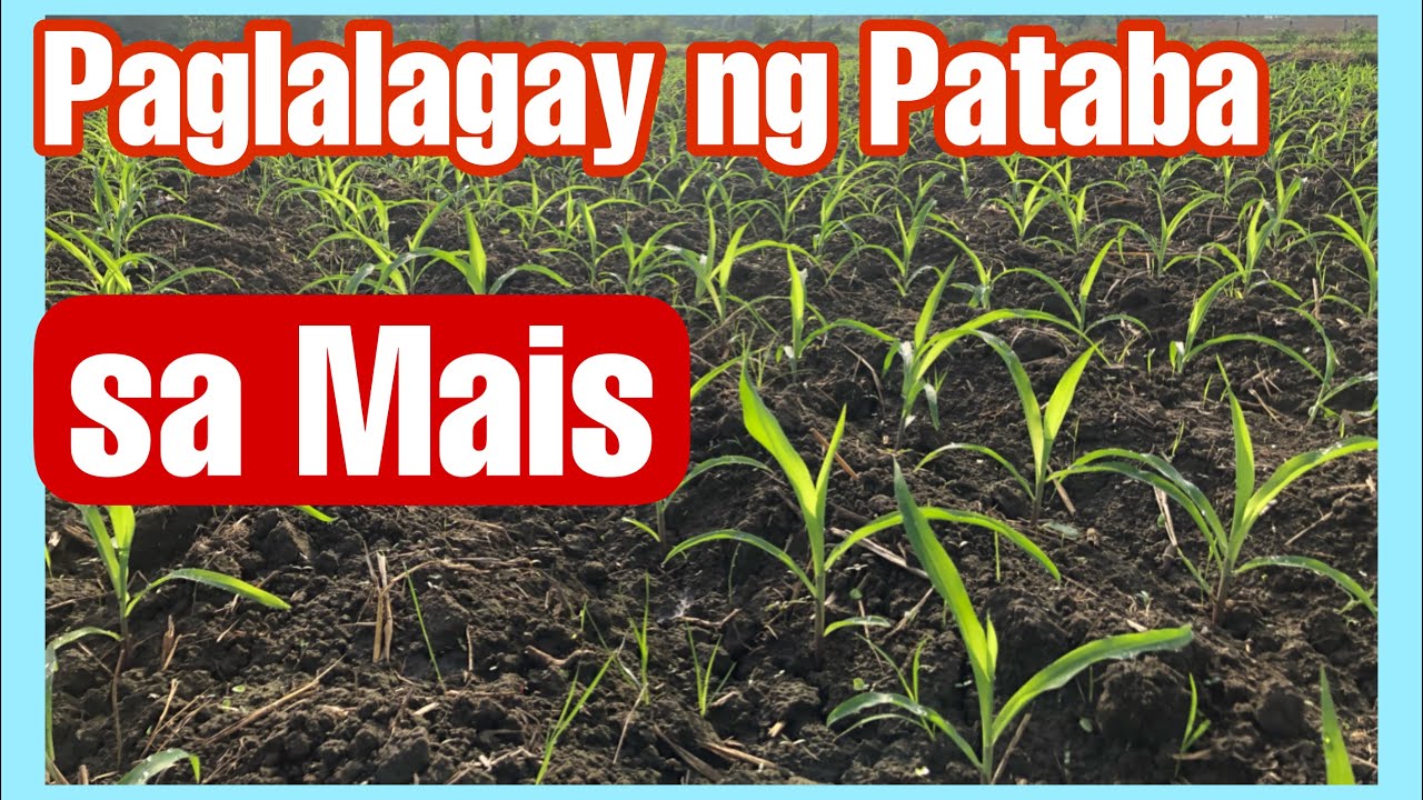 Paglalagay ng Pataba sa Mais || Urea and Consort Bio Fertilizer