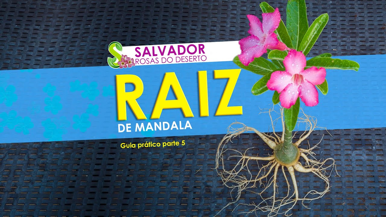 Rosa do Deserto com raiz em forma de mandala aprenda a fazer  AULA PRATICA PARTE 5