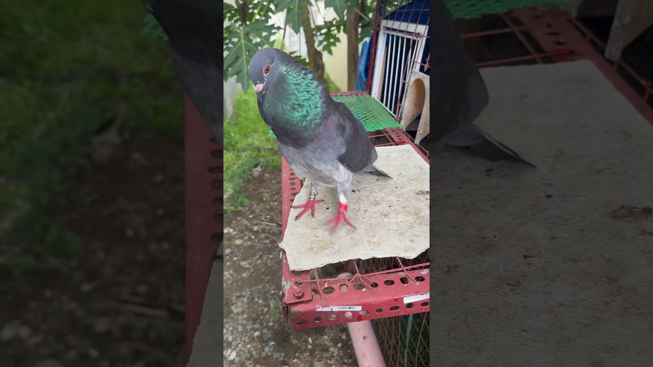 Borga racing pigeon #pigeon #amazingpigeon #bird #pigeon101 #kalapati #kalapatids