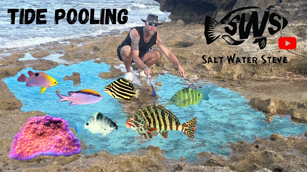 Catching AQUARIUM fish NEW CORAL and a BIG SURPRISE #tidepooling #exoticaquariumfish