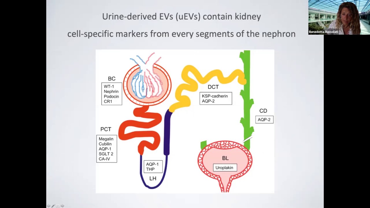 Sources and mechanisms of EVs for kidney repair: from stem cells to urine by Benedetta Bussolati