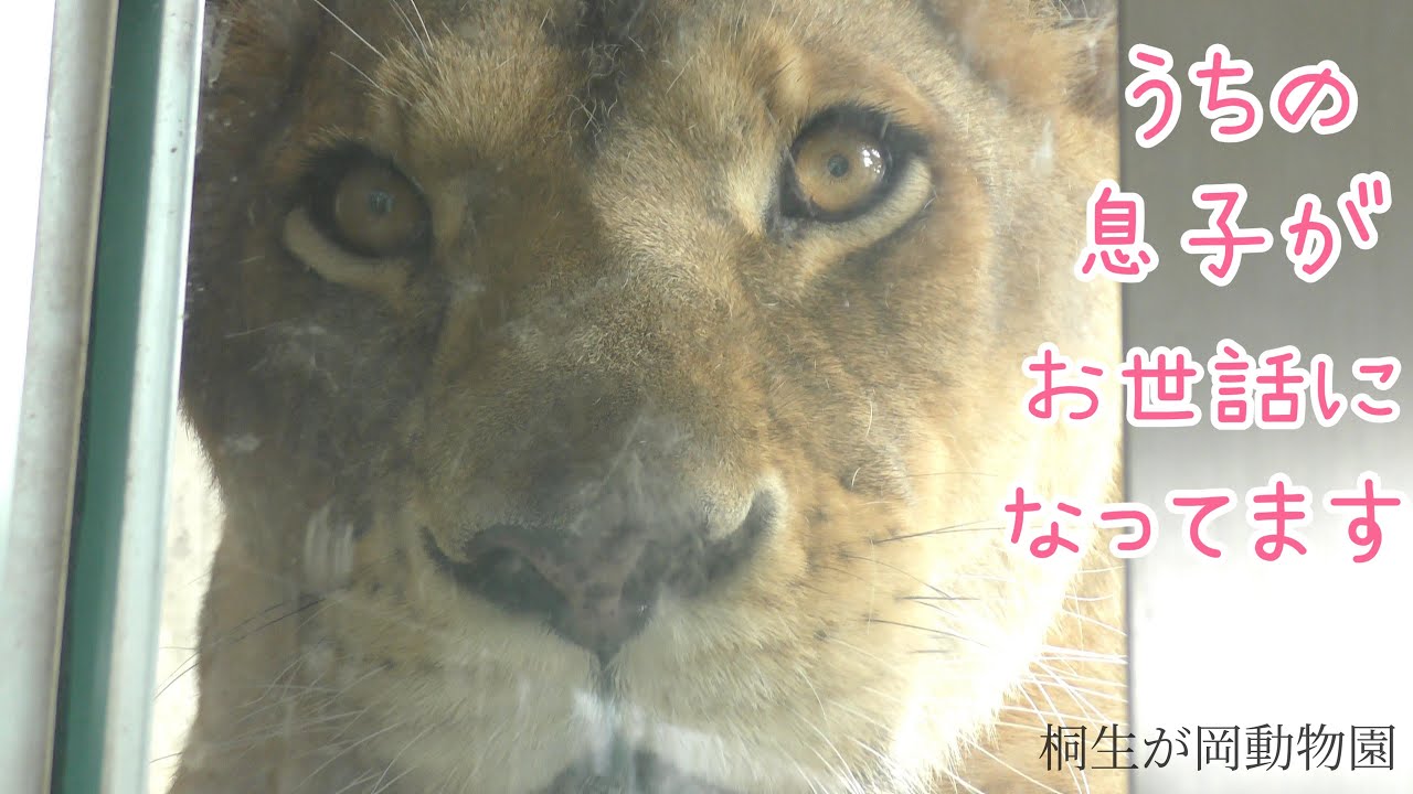オリトのご両親に会いに行ってきました/チャコとライラ/ライオン/桐生が岡動物園
