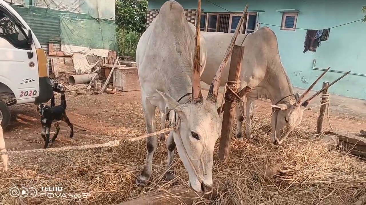ಮಂಡ್ಯ ಜಿಲ್ಲೆ ರೈತರ ಊರು ರೈತ ಯಳೆವೇಗೌಡ ಸಾಕಿರುವ ಹಳ್ಳಿಕಾರ್ ದನ 3 ಲಕ್ಷದ ಇಪ್ಪತ್ತು ಸಾವಿರ ಅವರ ಸಾಧನೆ