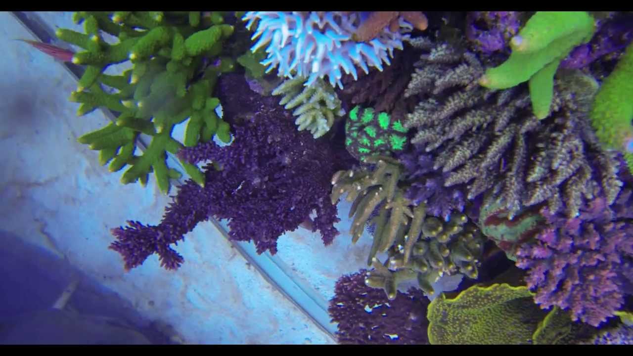DSPS tank IX