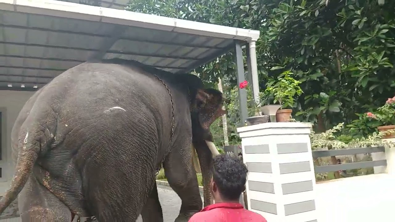 We have a visitor in India 🇮🇳❤️ DekTravels 👍 please subscribe #india #elephant #travel