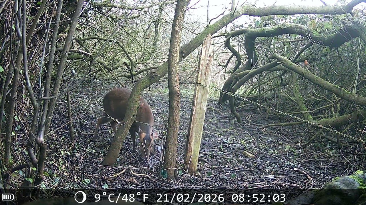 Morning Muntjac doe 21 Feb 26 