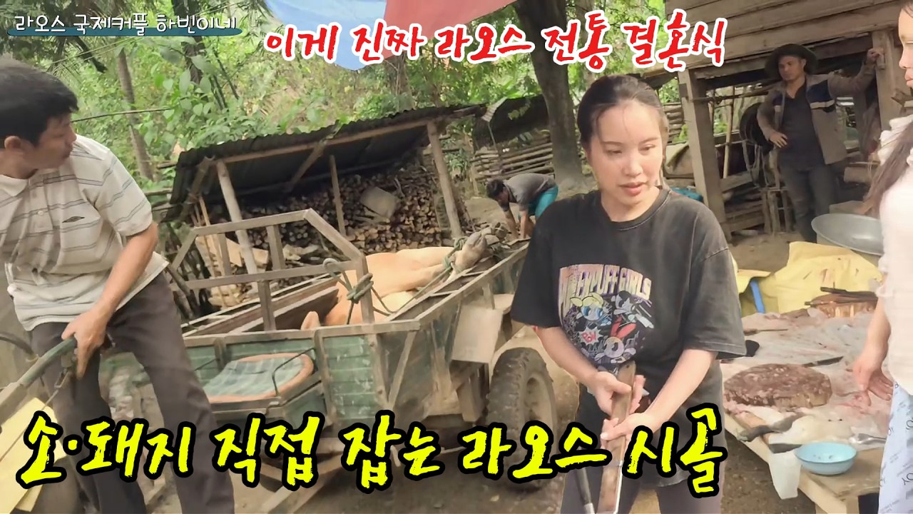 한국과 너무 다른 라오스 시골 전통 결혼식… 집에서 소 잡고 돼지 잡는 날