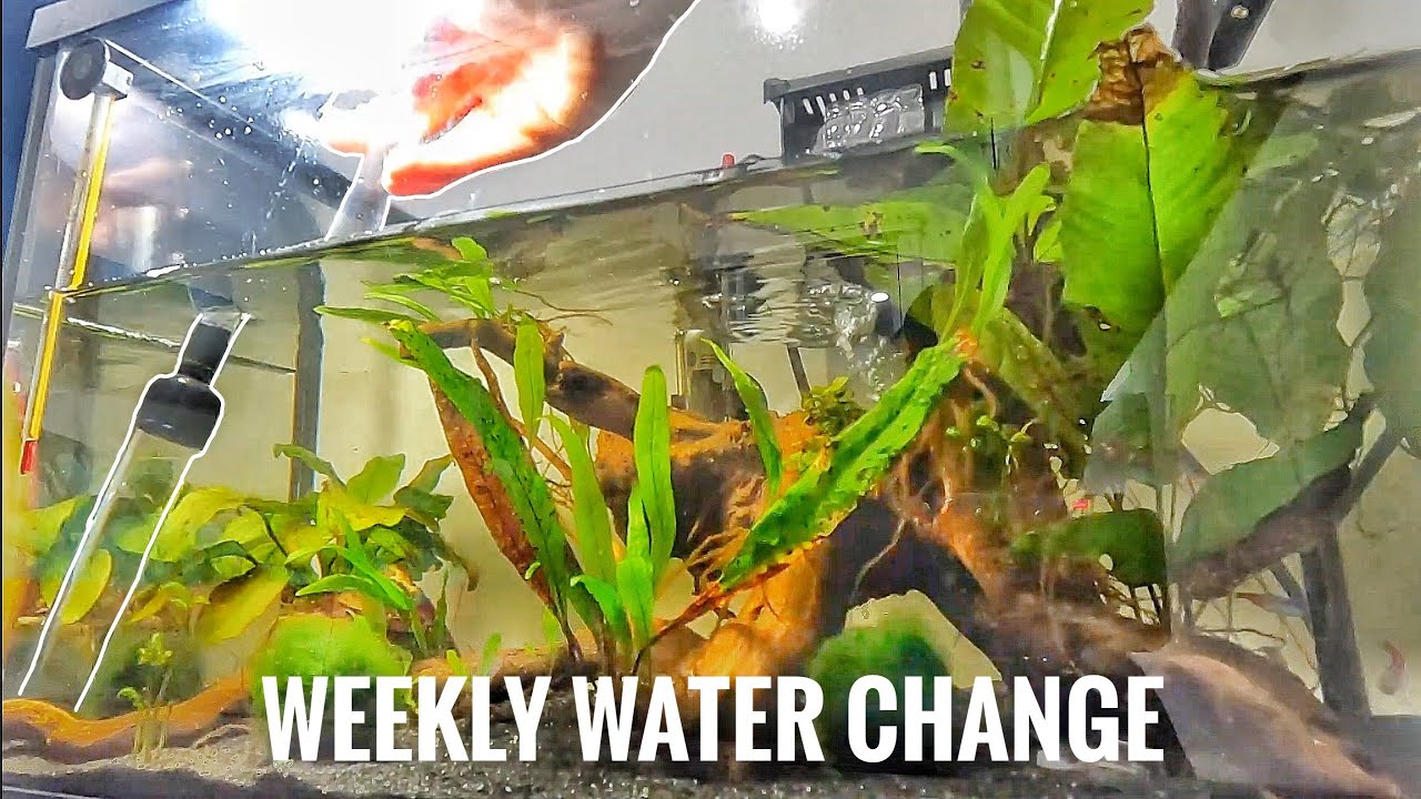 Weekly WATER CHANGE on my 5.5 gallon TANK | Planted Aquarium Maintenance |