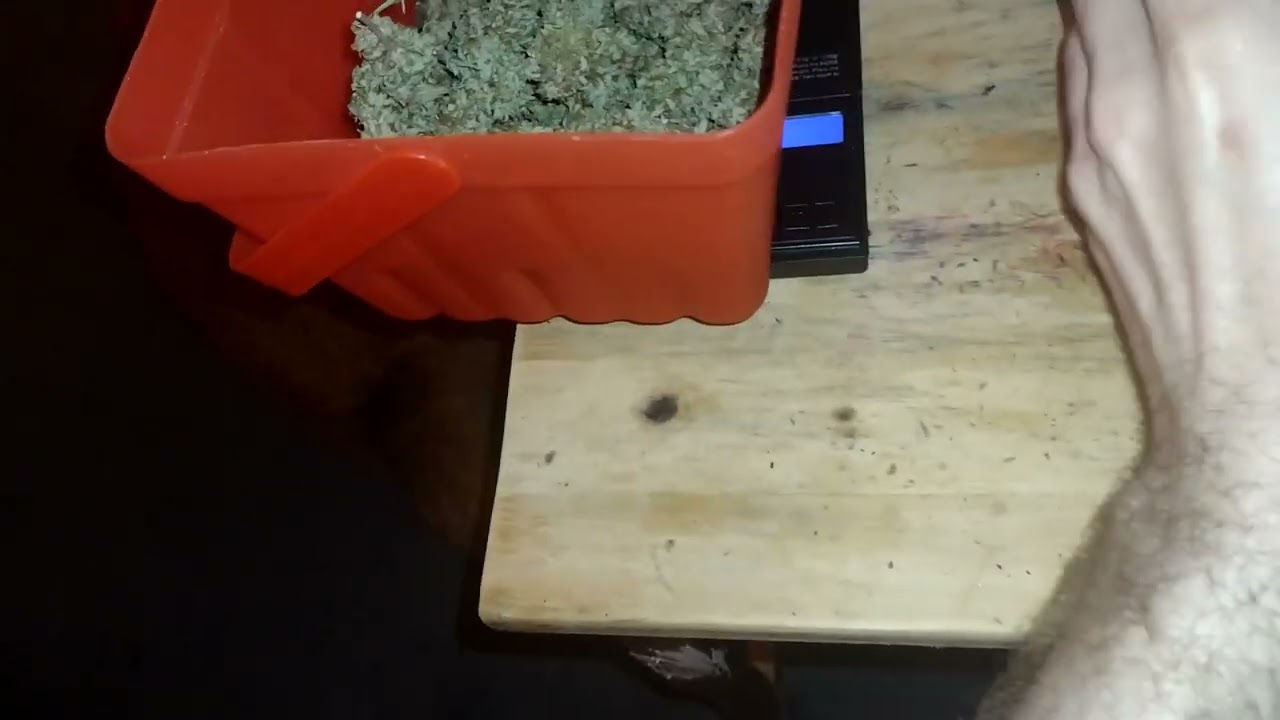 2x2 grow tent Strawberry Haze  harvest weight