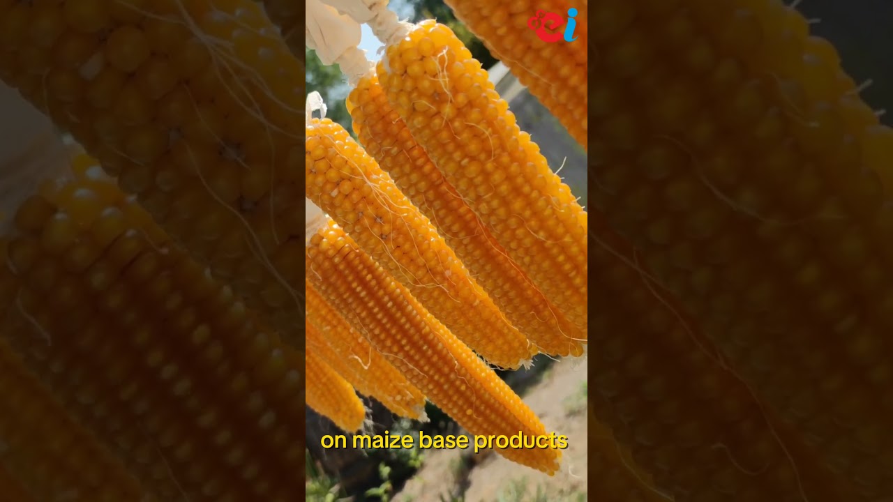 Maize Processing Business in India | High Growth & Export-Oriented Agriculture Opportunity 2025