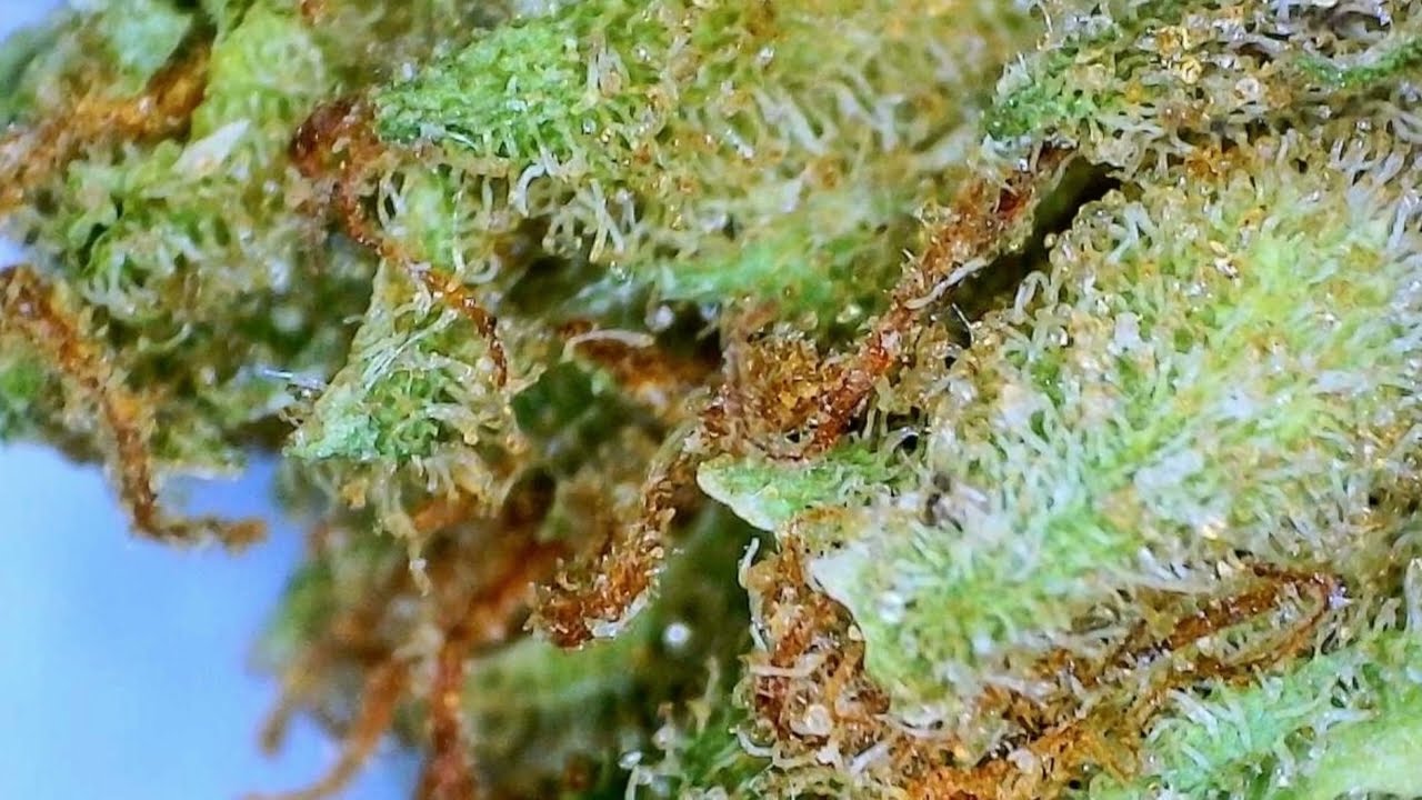 Power Plant