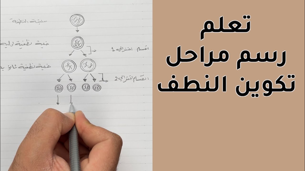 طريقة رسم | مراحل تكوين النطف | الصف السادس