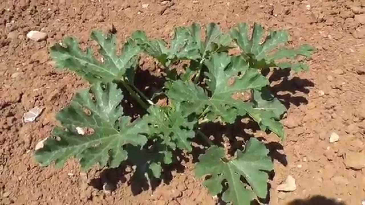 άνυδρο μποστάνι Νο1