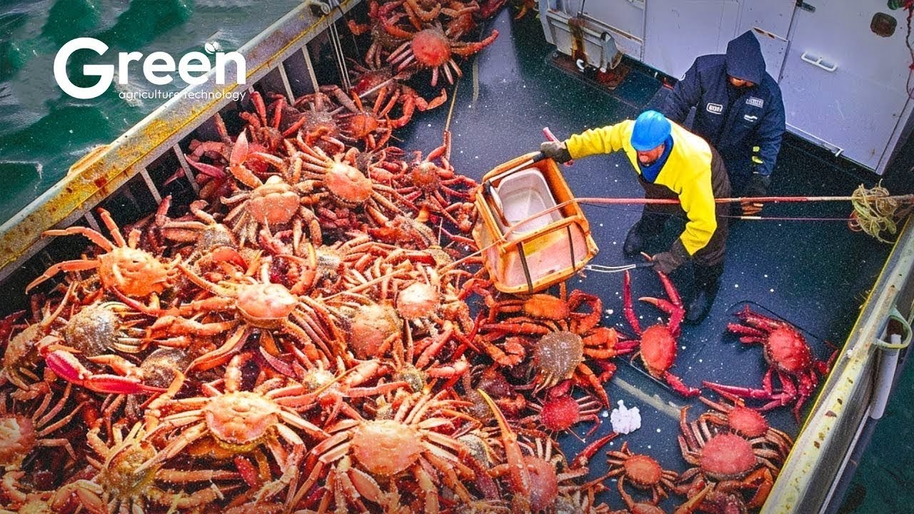 Catching and Processing Hundreds of Tons of Wonderful Alaskan King Crab at Sea!