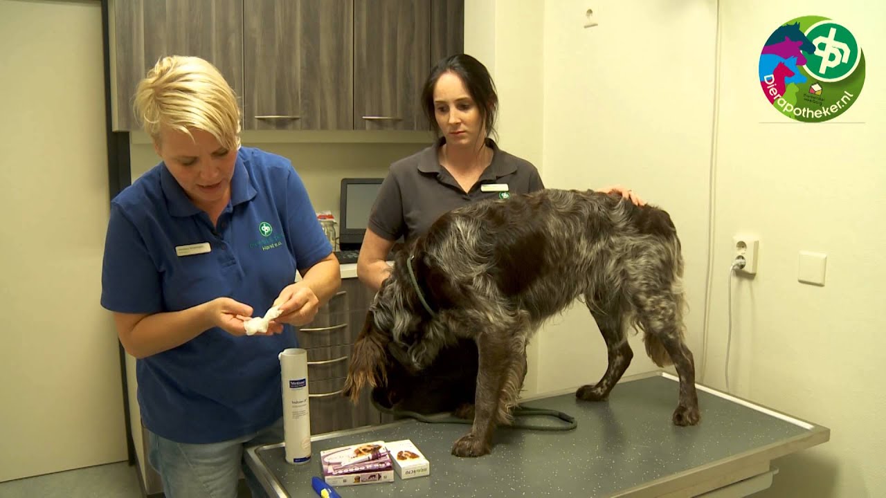 Vlooienbestrijding bij de hond Dierapotheker.nl