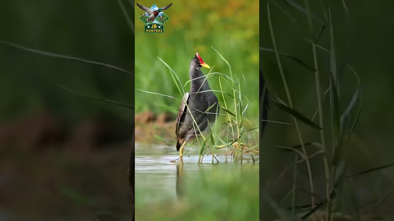 watercock bird sound #beautiful #birds #sound #duckcall #shortvideo #short