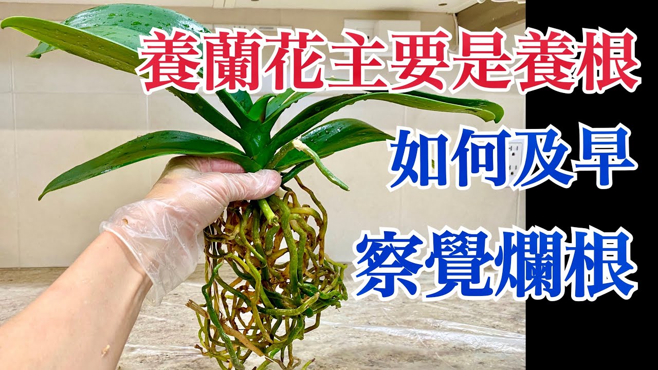 想蝴蝶蘭快速恢復元氣？換盆前做多兩步，樹皮+水苔恰當比例，輕鬆養蘭花 #蝴蝶兰烂根处理 #蝴蝶兰烂根怎么办 #蝴蝶蘭爛根處理 #蝴蝶兰 #蝴蝶蘭換盆 #兰花换￼盆 #蝴蝶蘭￼ #兰花 #蘭花