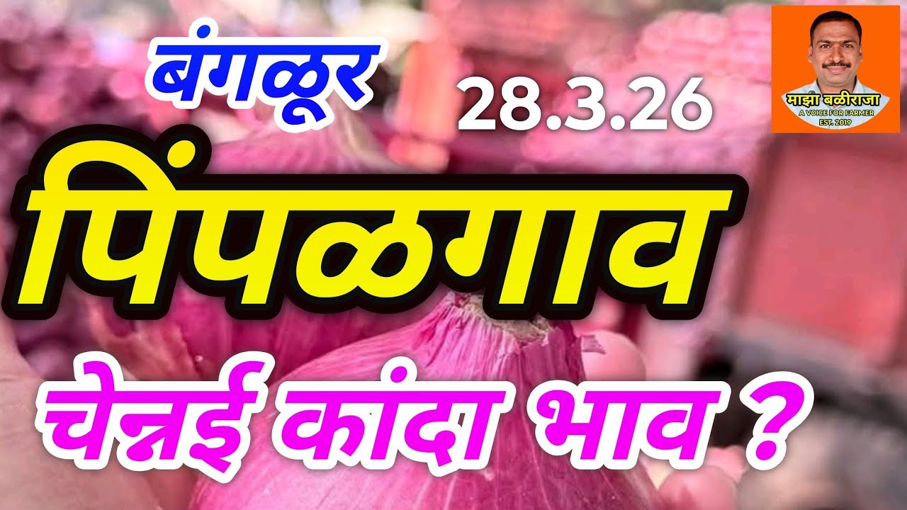 Pimplgaon baswant Kanda bajar bhav. कांदा बाजार भाव. 28.3.26