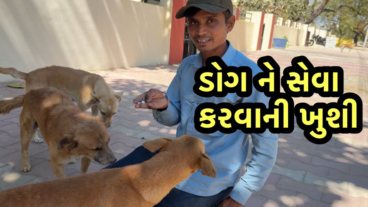 ડોગ ની સેવા કરવા ની ખુશી | animals lover vlog | gujrati vlog 