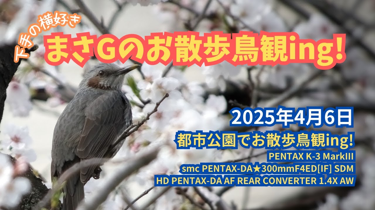 まさGのお散歩鳥観ing! 都市公園でお散歩鳥観ing! smcDA★300mmF4(1.4X)