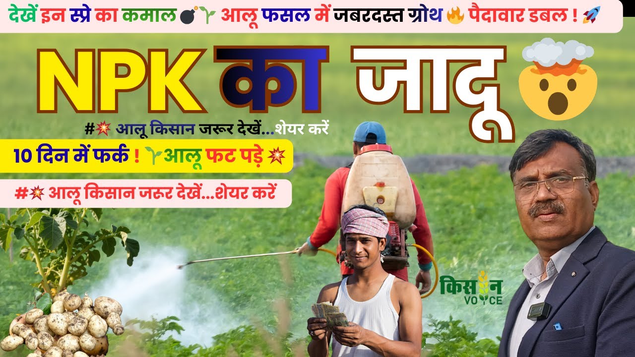 🌱 आलू में NPK 0:50:34 और 0:0:50 का स्प्रे | आलू साइज बढ़ाने का PRO फार्मूला 🔥| आलू में गजब चमक-वजन 🎯