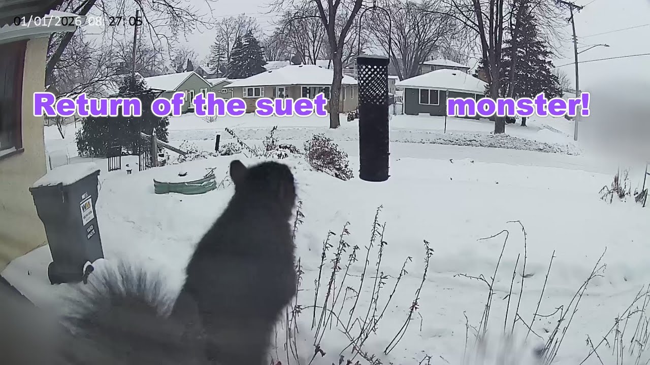 Will the suet monster return?