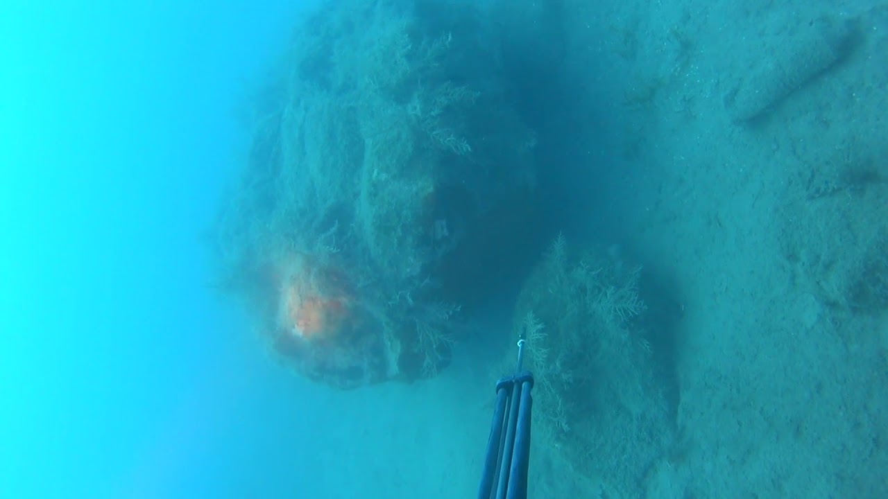 Spearfishing Cyprus Mottled Groupers