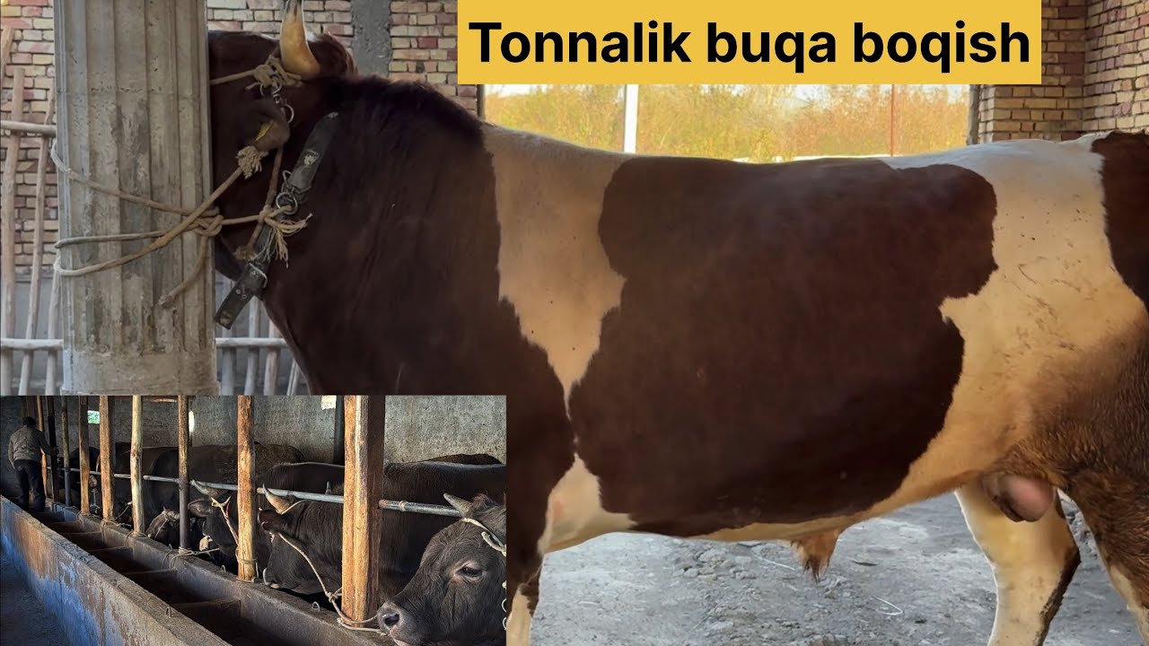 Buqa boqish sirlari va tonnalik buqa sõraganlarga kõring