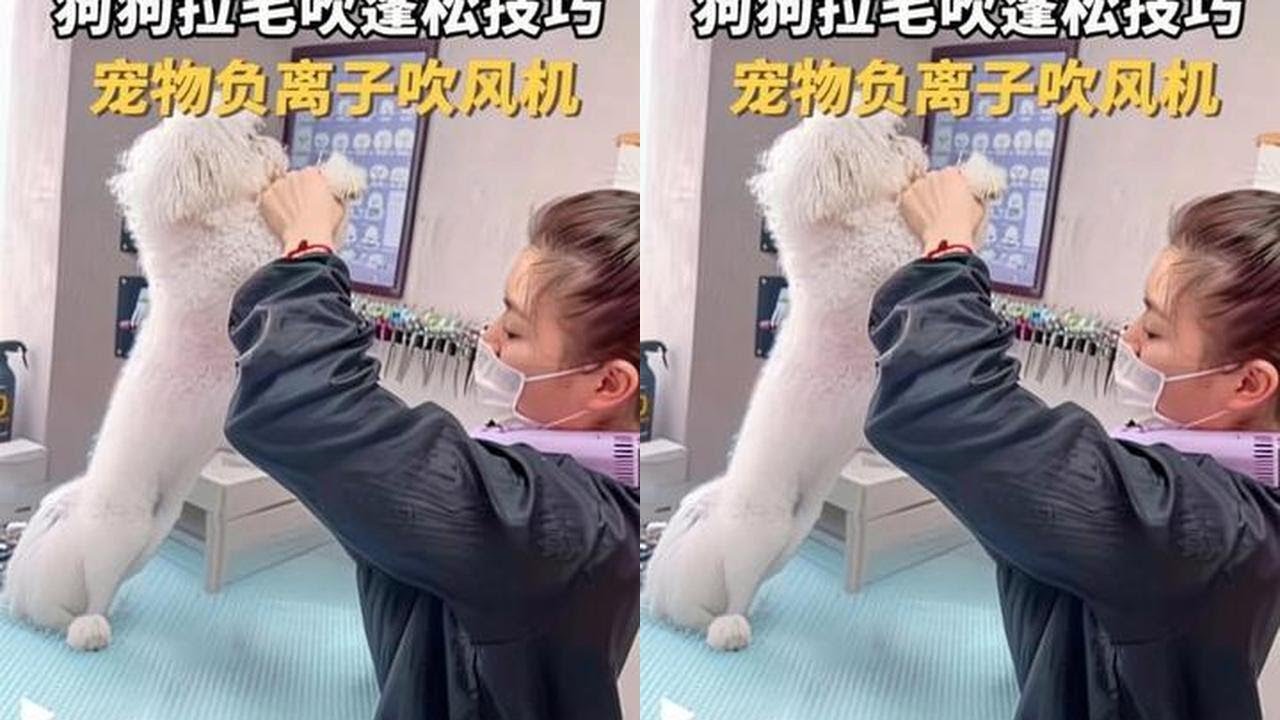 狗狗吹毛技巧！宠物吹风机快速蓬松效果