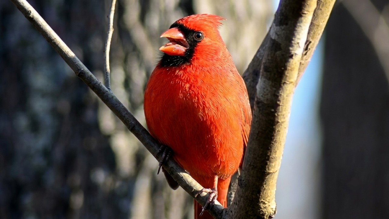 Cardinal Chirping Sounds | Male
