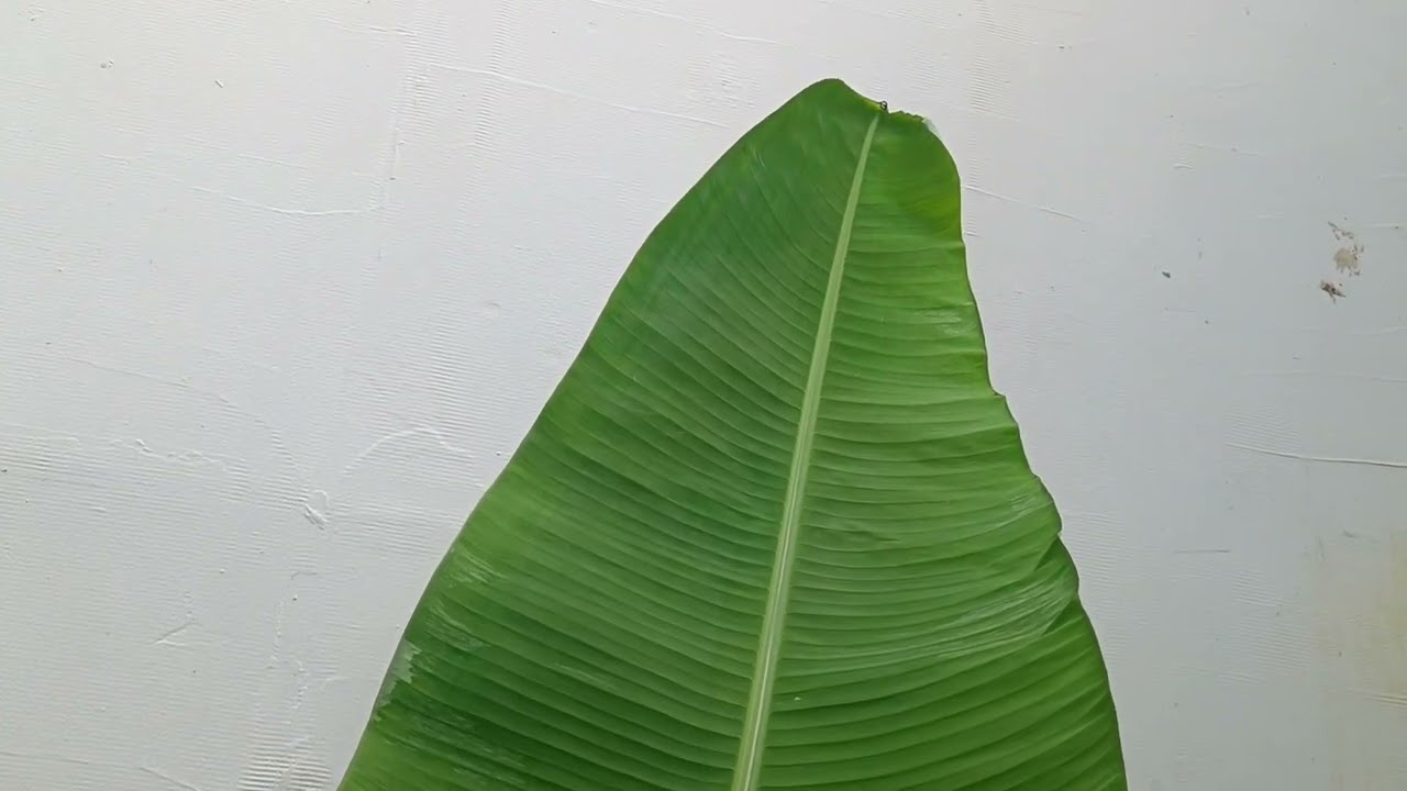 редкие сорта бананов