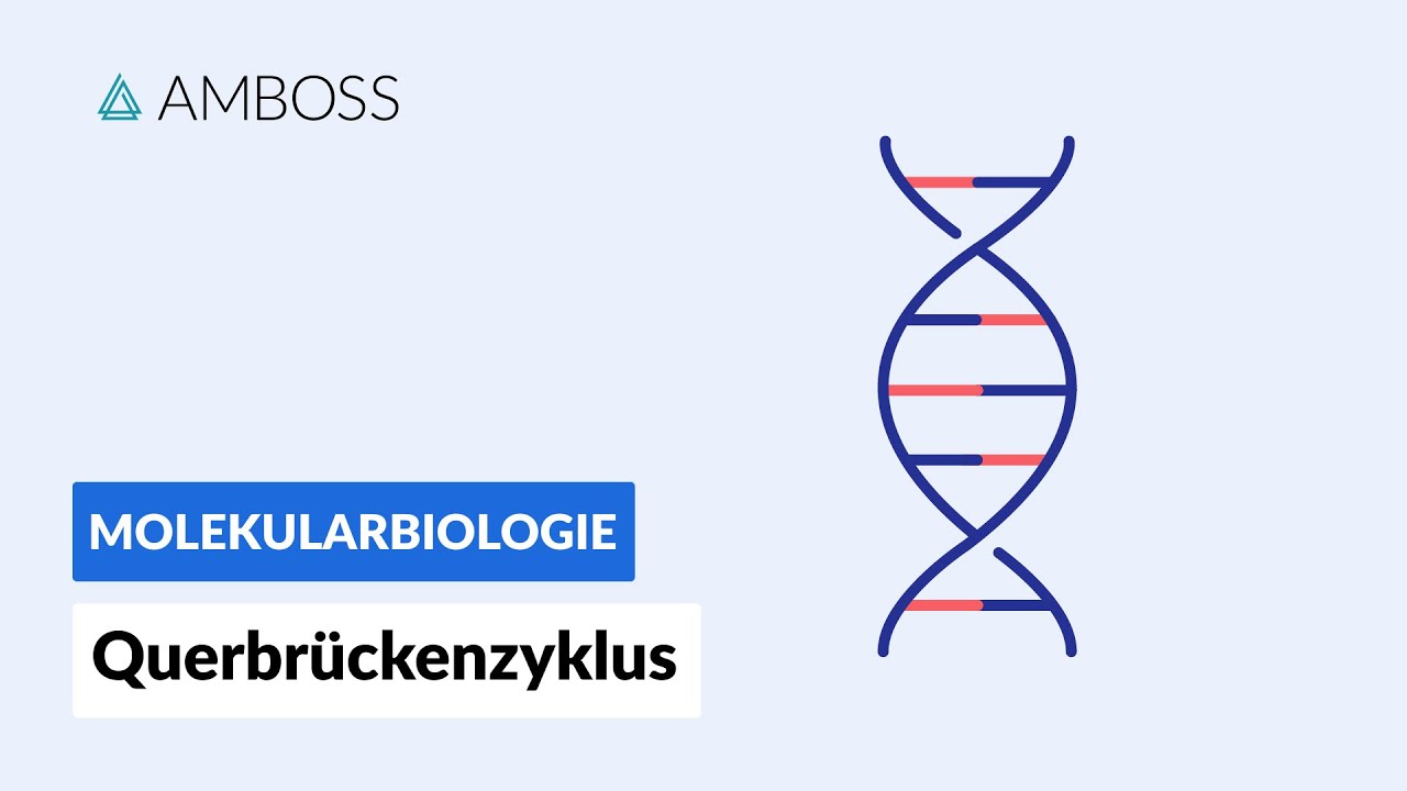 Querbrückenzyklus - Biochemie - Physiologie - AMBOSS Video