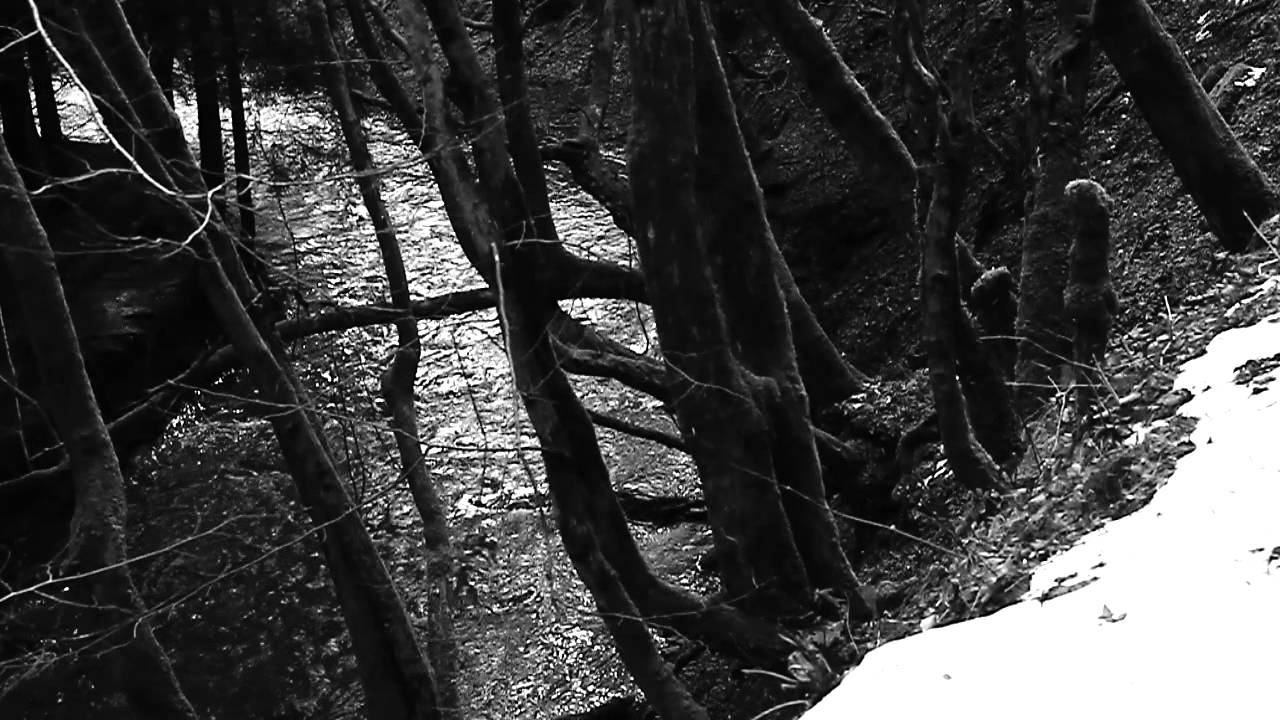 Creepy River in the Forest - Horror Stock Footage (Steadycam)