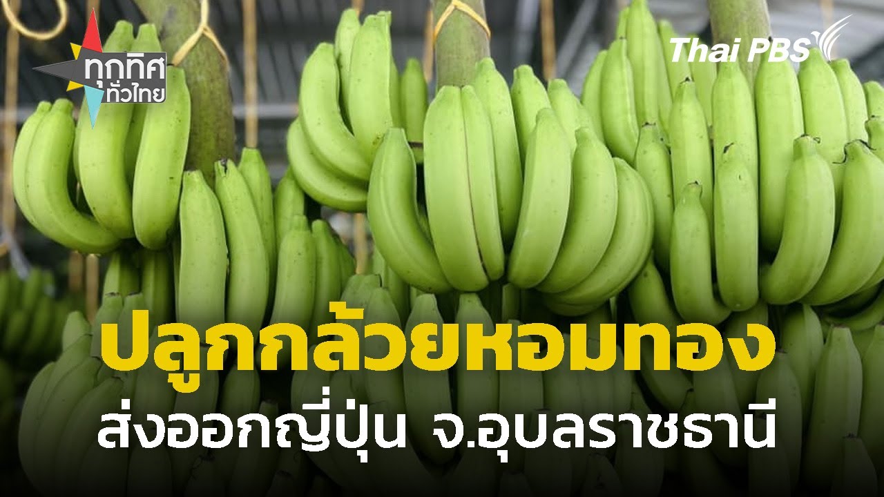 รวมกลุ่มปลูก 