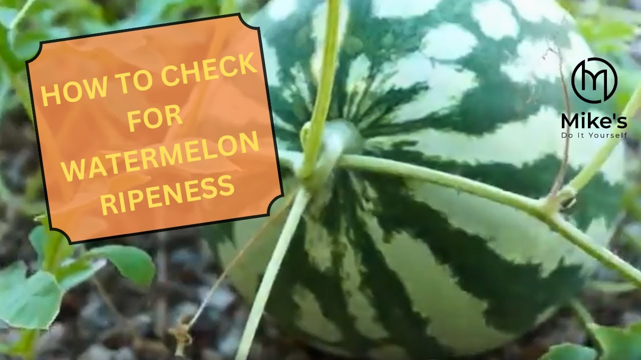 Checking for Watermelon Ripeness