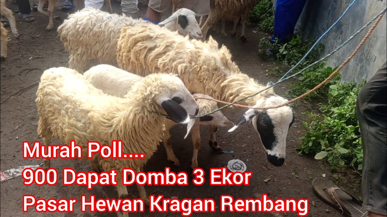 900 Ribu Dapat 3 Ekor Domba ‼️ Pasar Hewan Kragan Rembang Jawa Tengah 