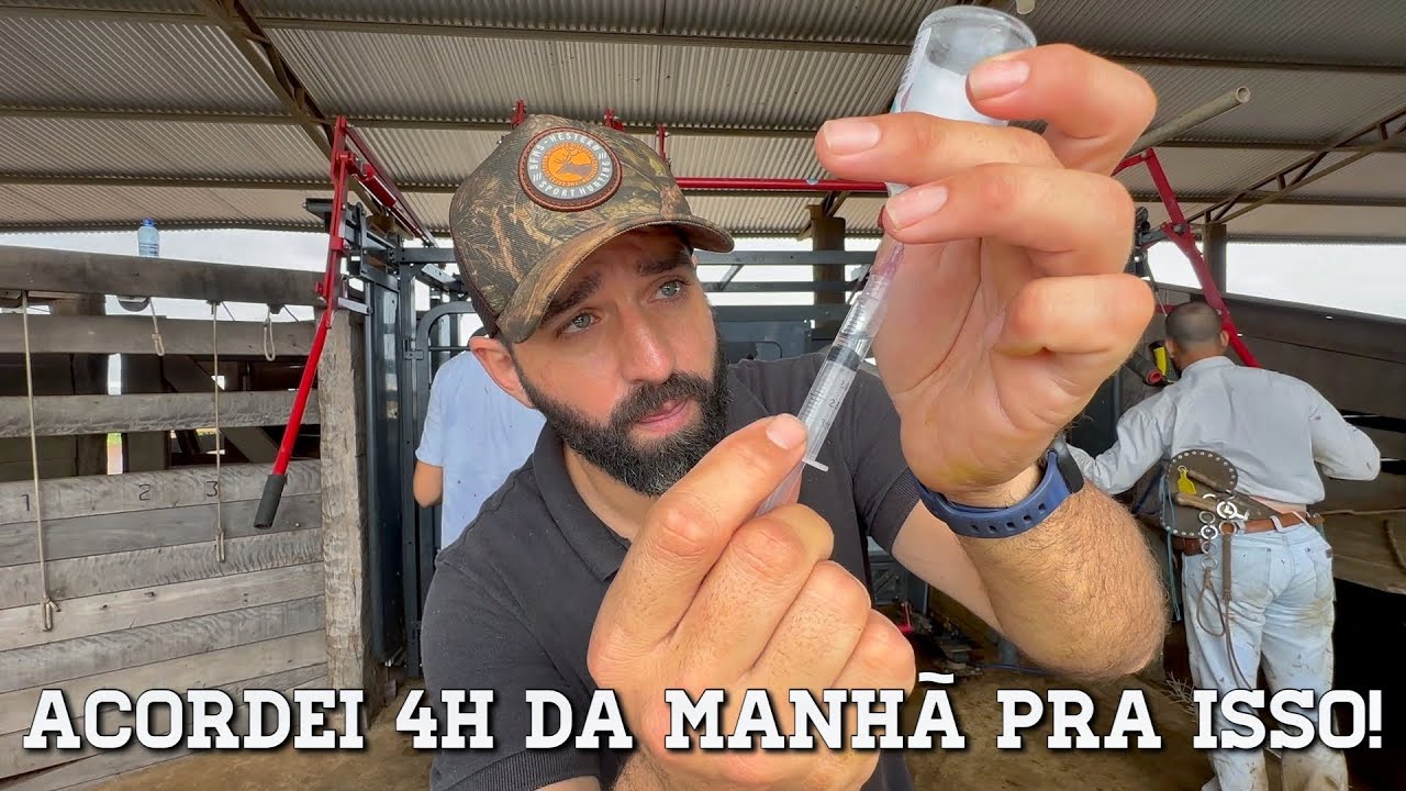 Saí de casa às 4h da manhã pra fazer o D8 da IATF nas vacas! EP - 42